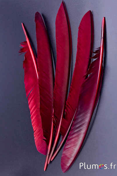 Paon bleu - 33-37 cm - bordeaux-brun 